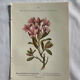 Naturalist Plate – 19th Century Botanical Engraving, Double-Sided