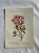 Naturalist Plate – 19th Century Botanical Engraving, Double-Sided