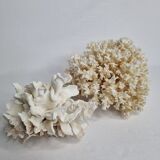 Set of two ancient white corals to lay