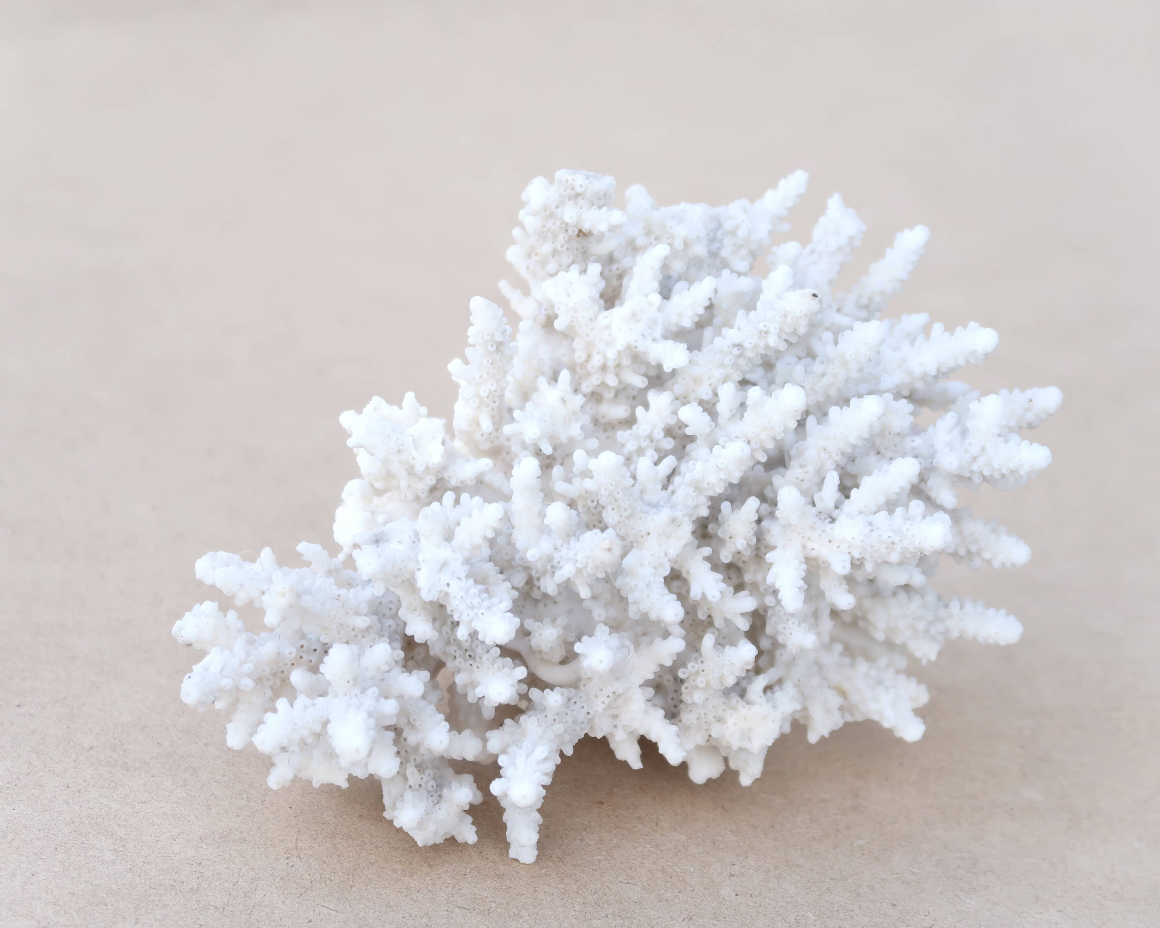 Natural white coral cabinet of curiosities, 1970s