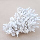 Natural white coral cabinet of curiosities, 1970s