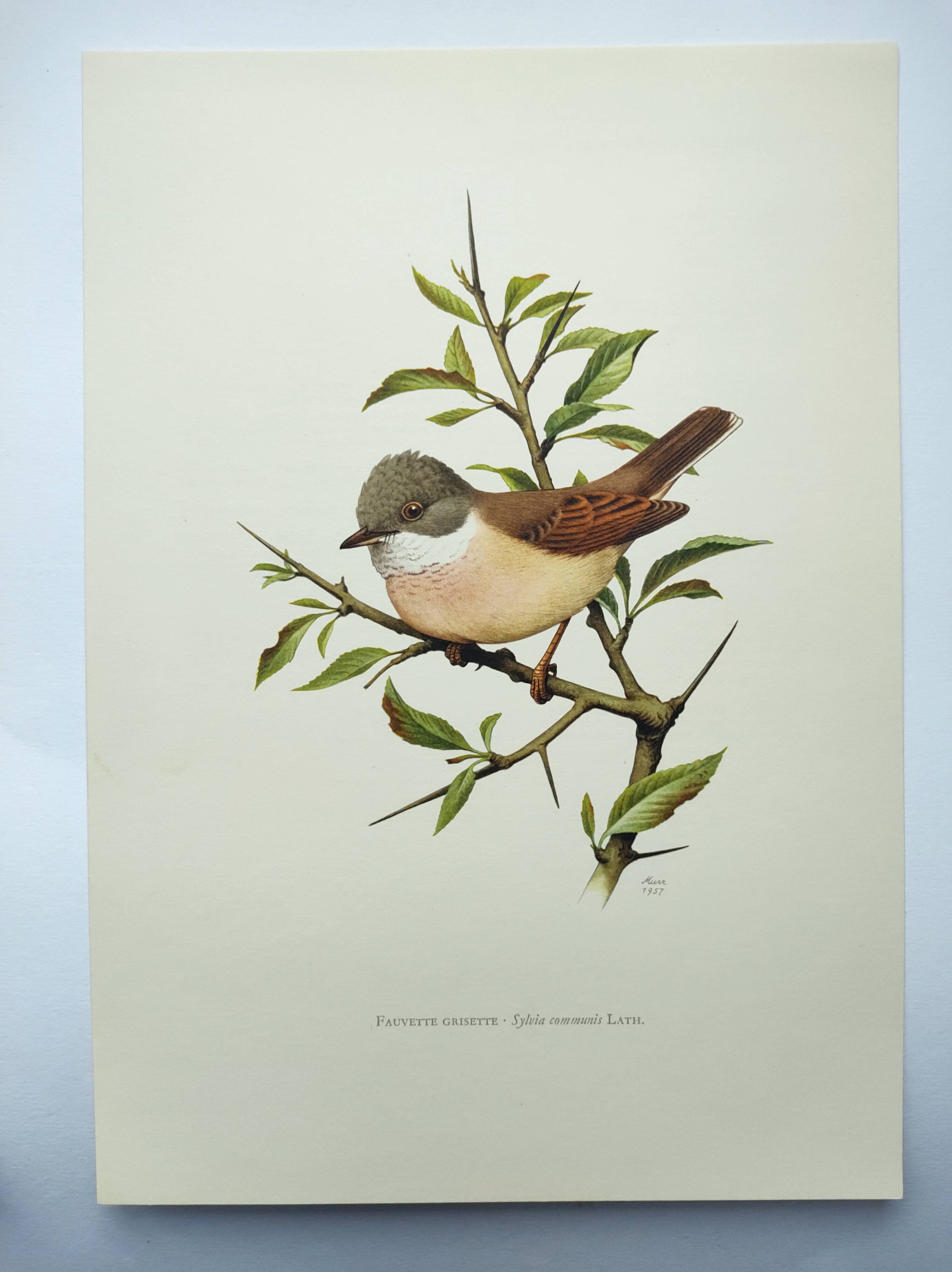 Old bird board 1960s - Gray Warbler - Zoological and ornithological illustration