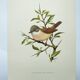 Old bird board 1960s - Gray Warbler - Zoological and ornithological illustration