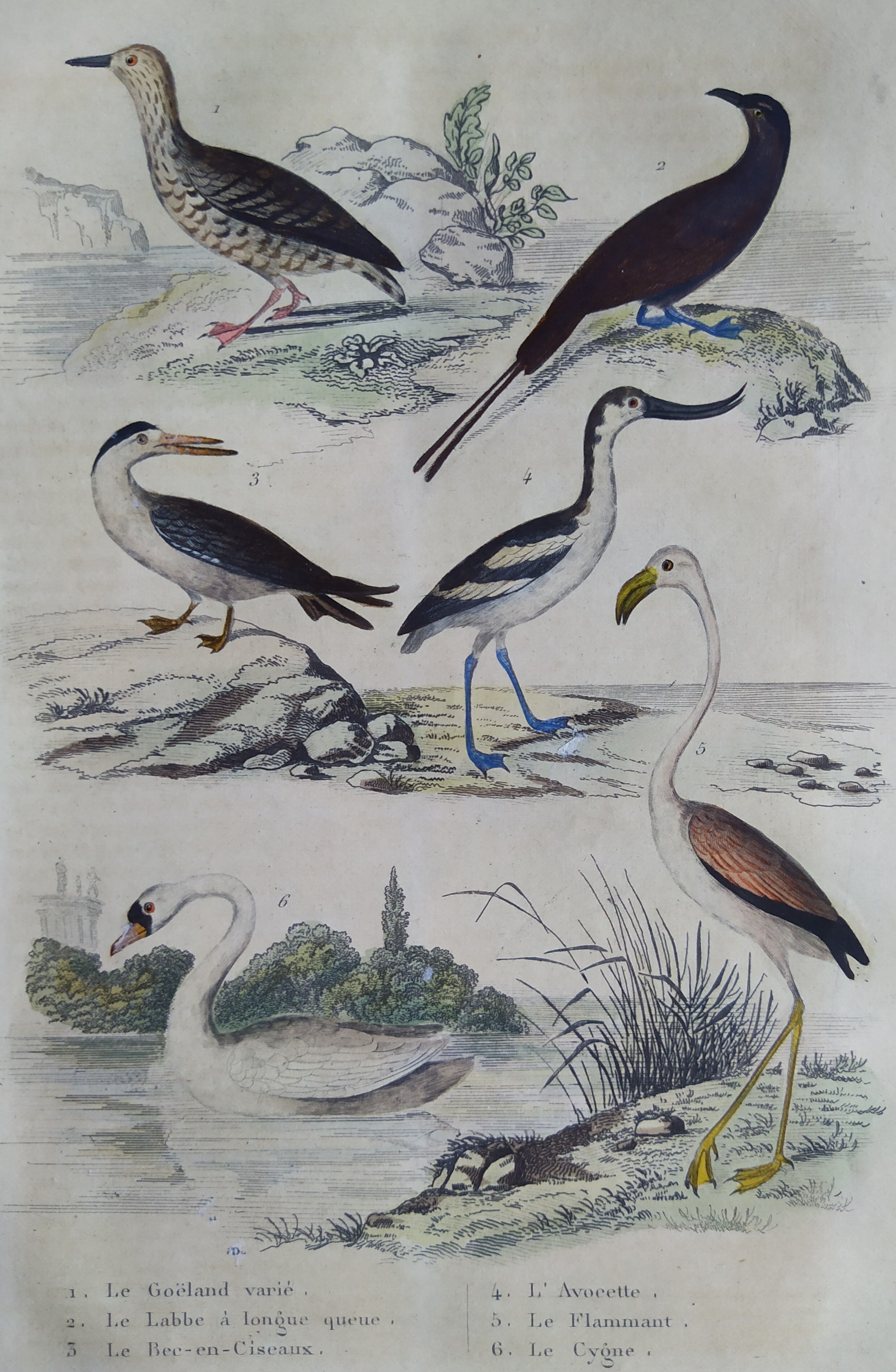 Original ornithological plate "
