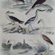 Original ornithological plate "