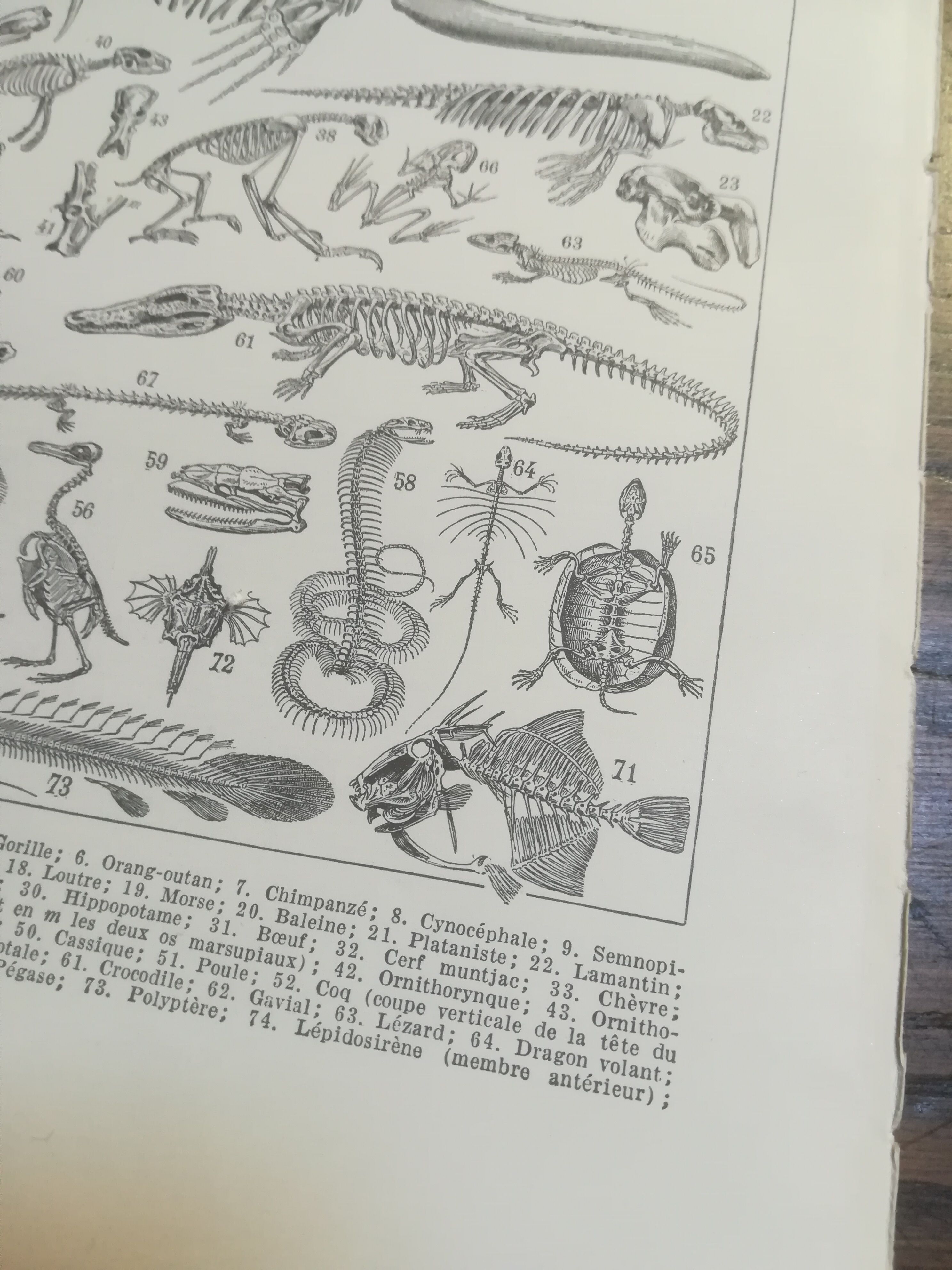 Lithographie sur les squelettes de 1928