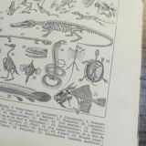 Lithographie sur les squelettes de 1928