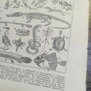 Lithographie sur les squelettes de 1928