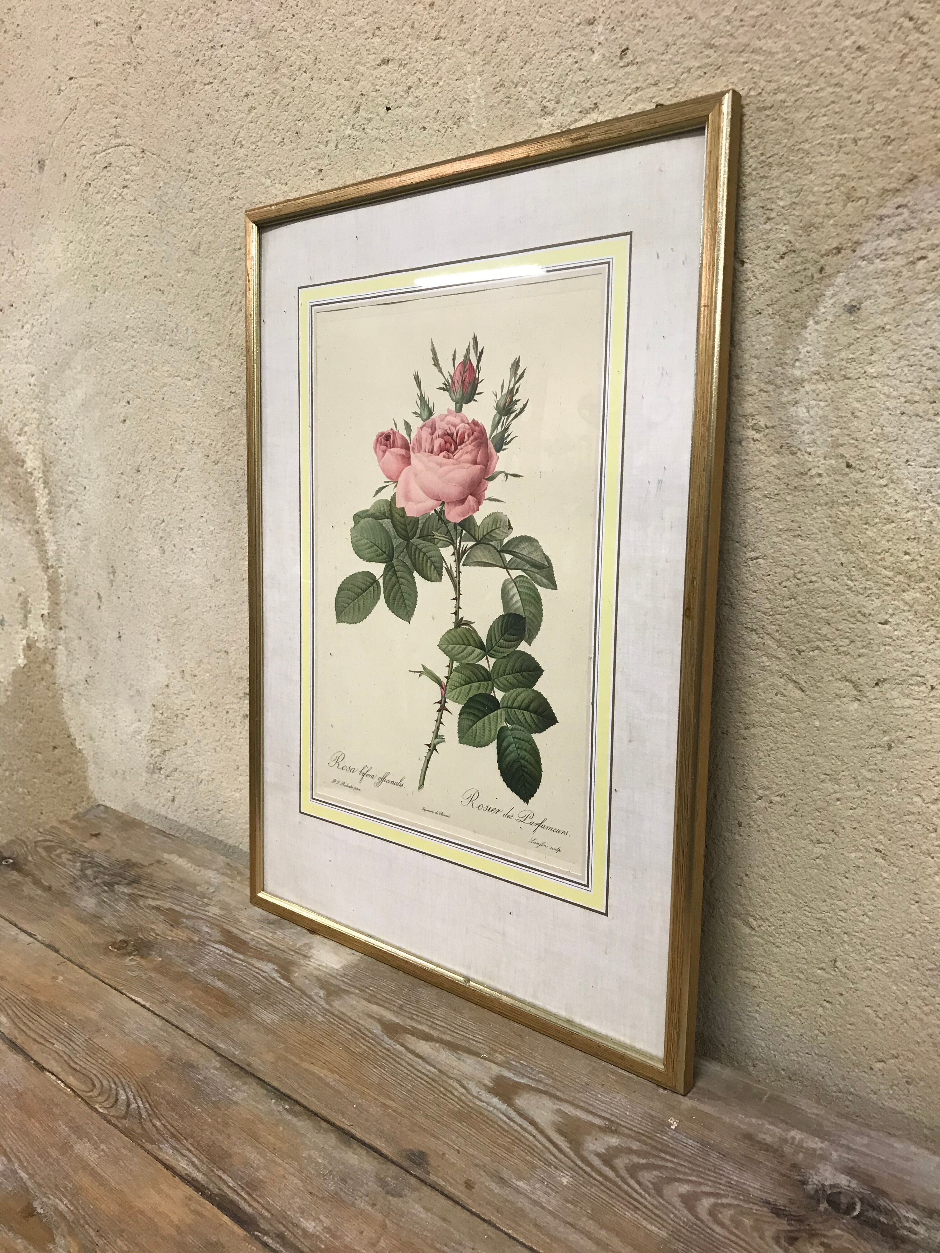 Engraving "rosier des perfumers"