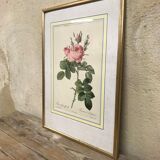 Engraving "rosier des perfumers"