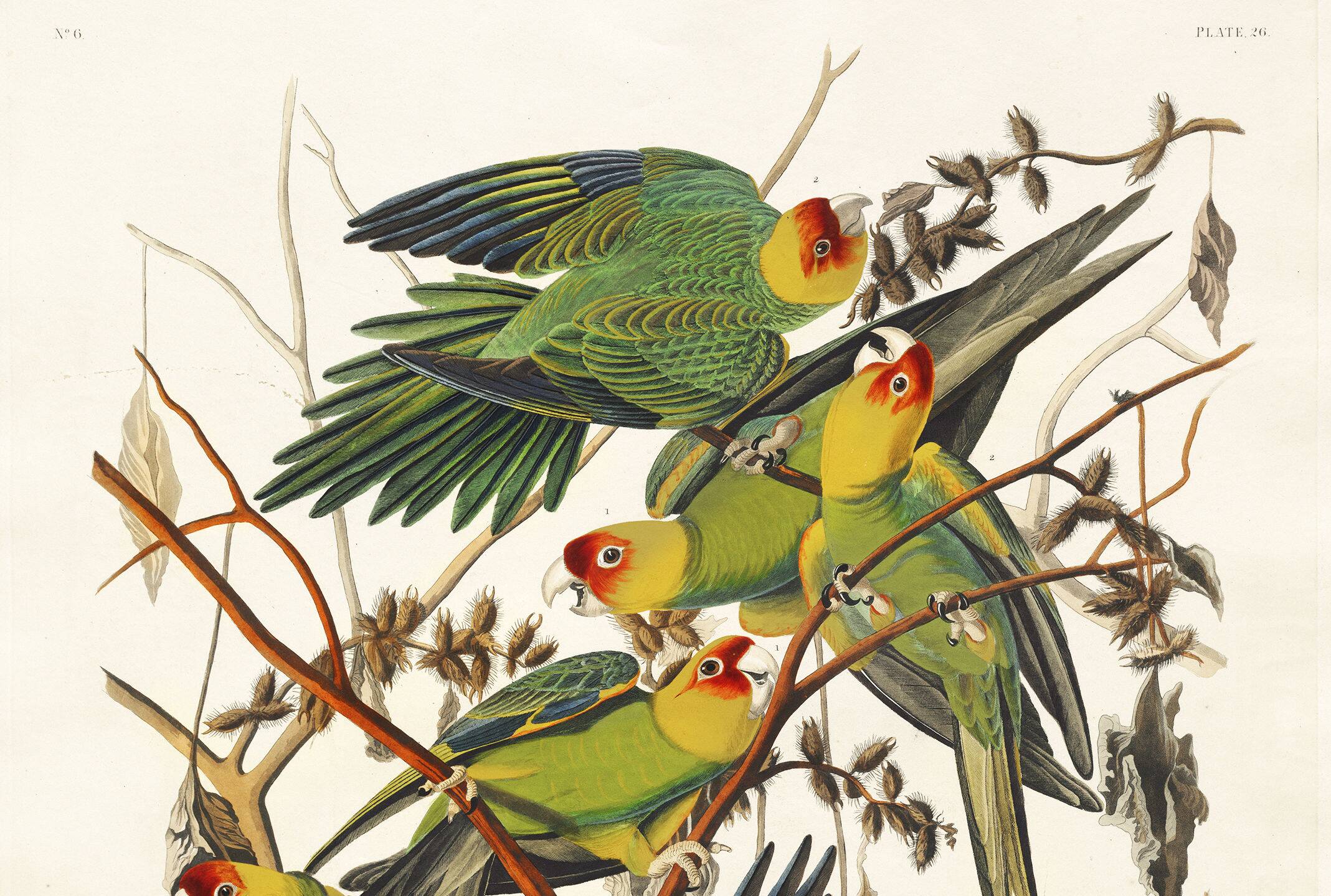 Poster about the Carolina Parakeet, based on an old engraving from 1827.