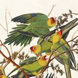 Poster about the Carolina Parakeet, based on an old engraving from 1827.