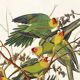 Poster about the Carolina Parakeet, based on an old engraving from 1827.