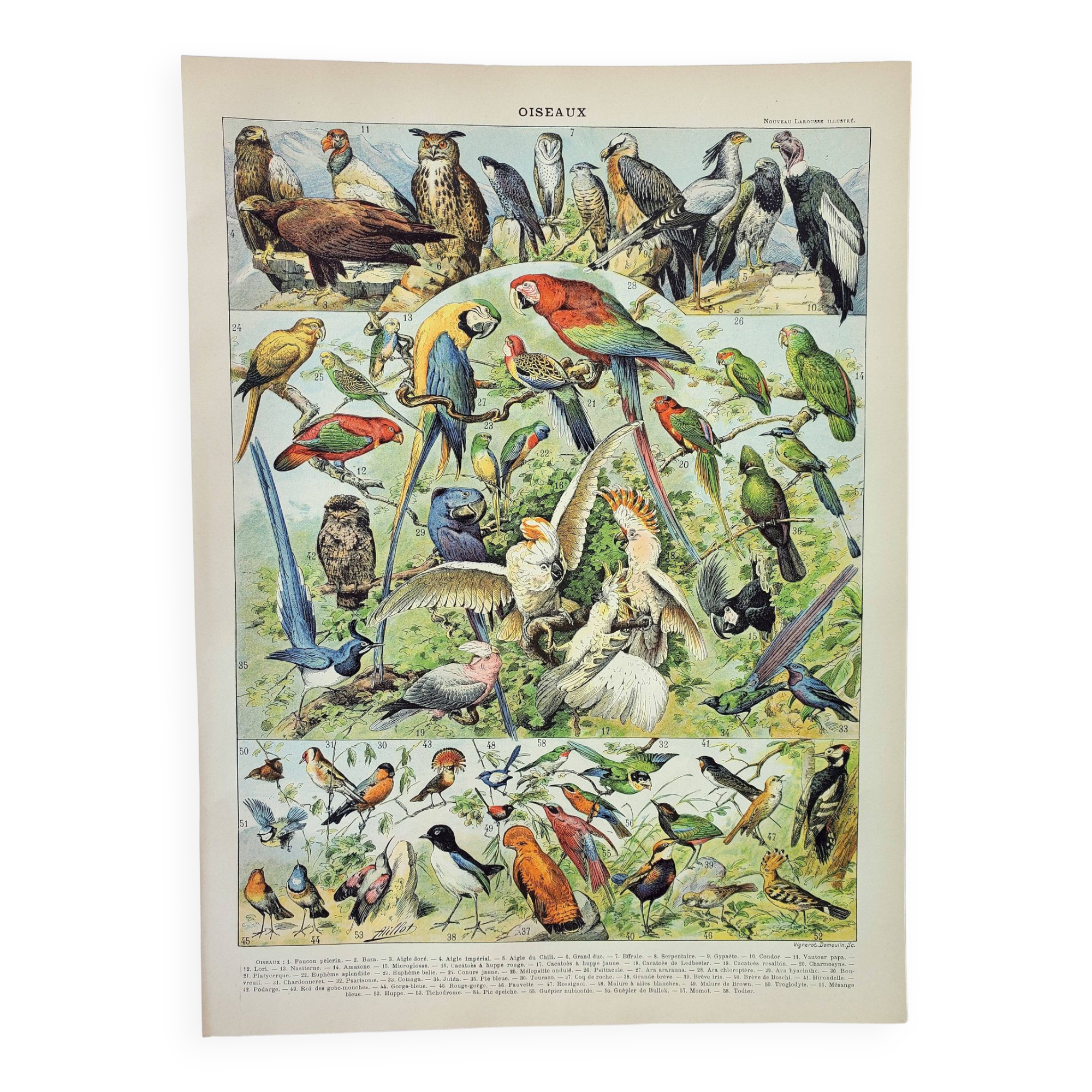 Old engraving 1898, Birds 1: species, parrot, raptor • Lithograph, Original plate