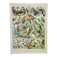 Old engraving 1898, Birds 1: species, parrot, raptor • Lithograph, Original plate