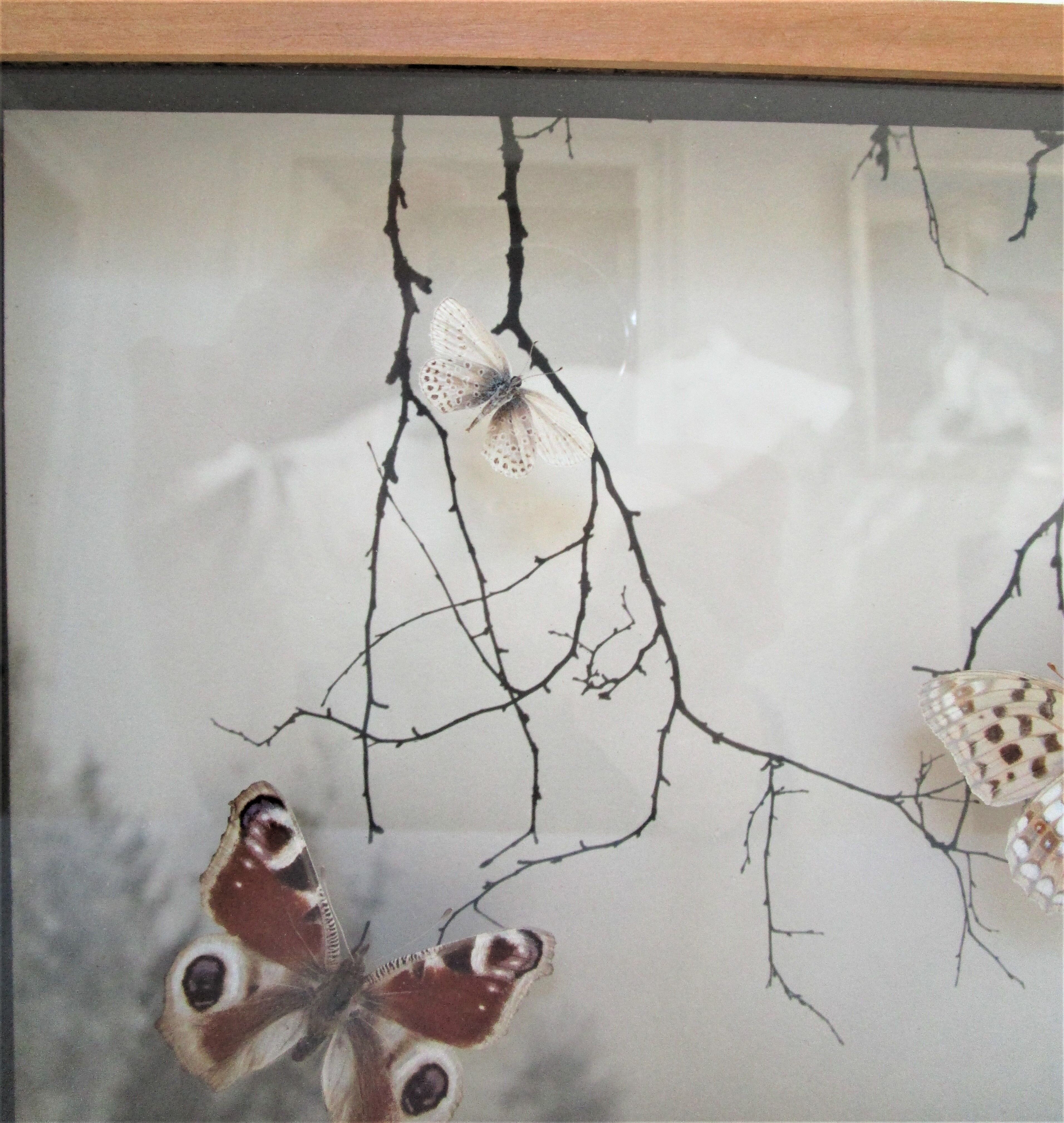 Three wooden frames with naturalized butterflies vintage 60s