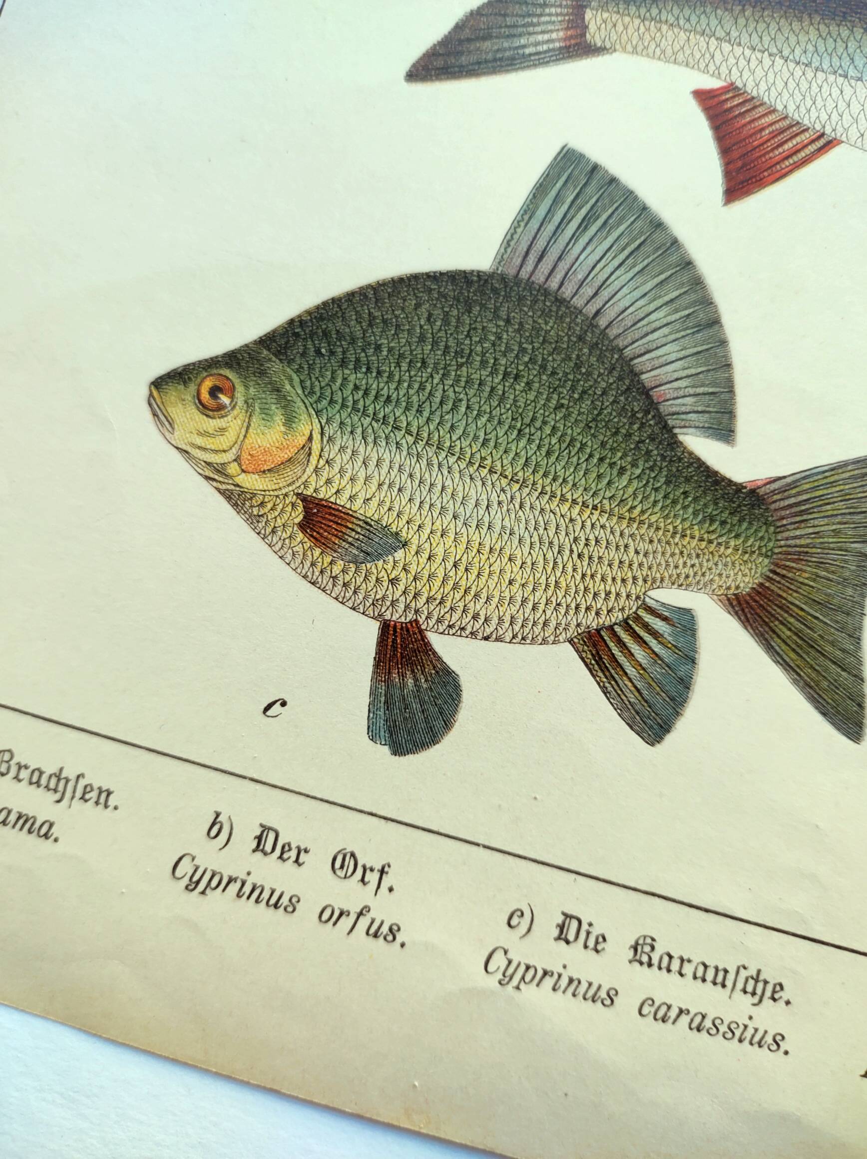1898 Engraving - Fish - Bream and Rudd. Vintage Lithograph