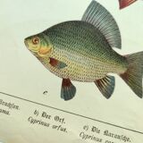 1898 Engraving - Fish - Bream and Rudd. Vintage Lithograph