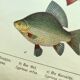 1898 Engraving - Fish - Bream and Rudd. Vintage Lithograph