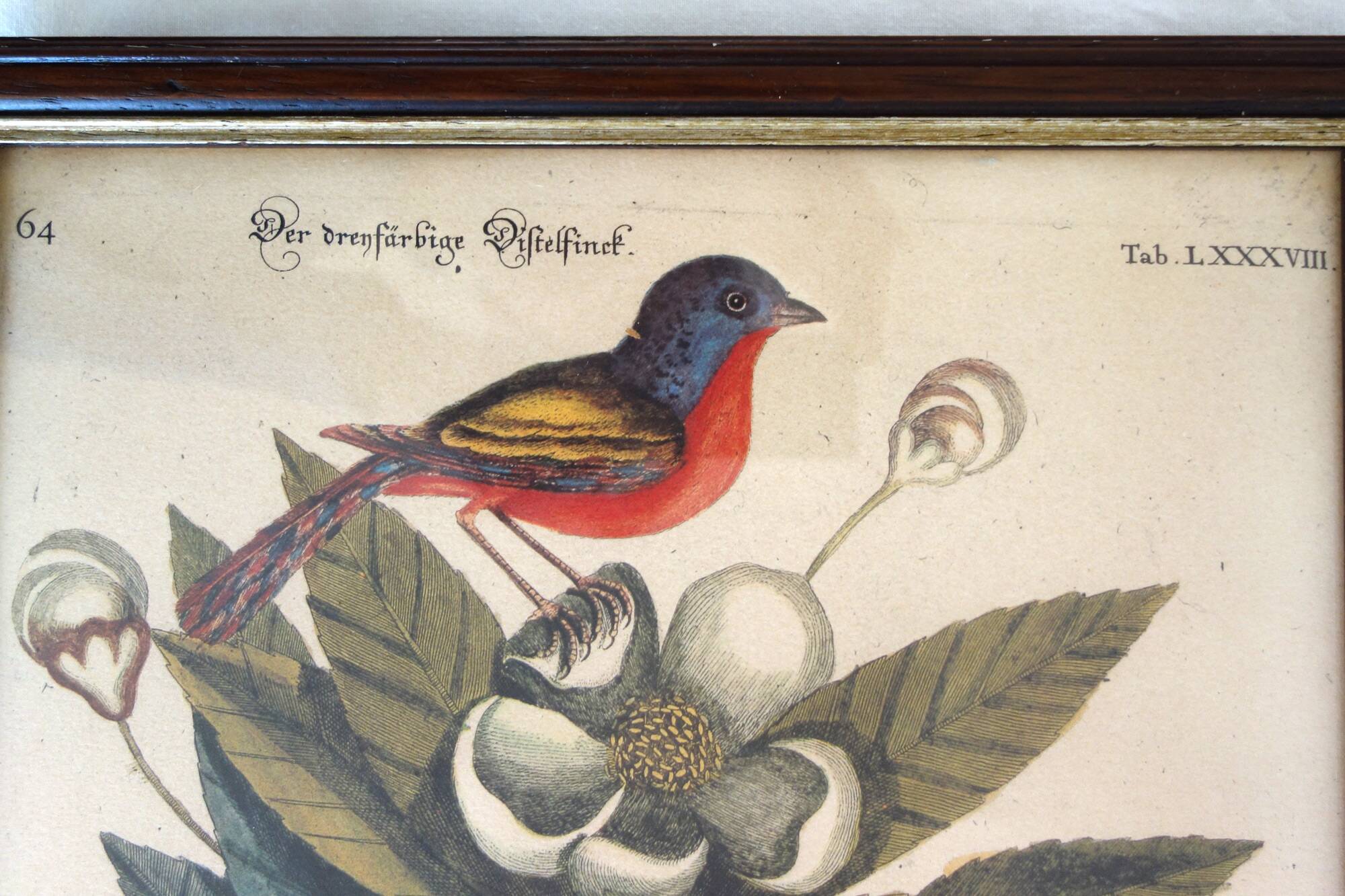 Lot of 2 old bird engravings - zoological plates by Seligmann & Catesby
