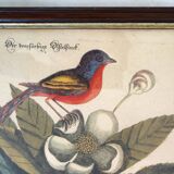 Lot of 2 old bird engravings - zoological plates by Seligmann & Catesby