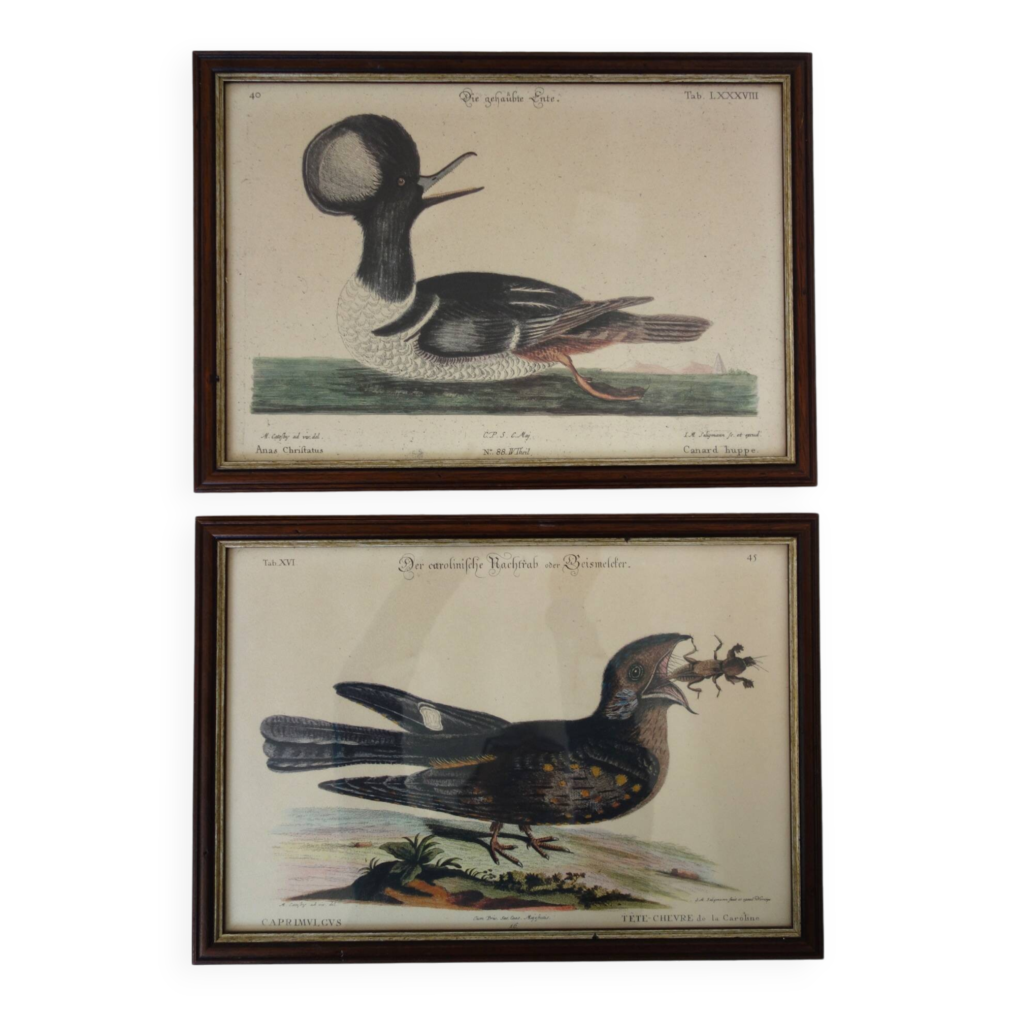 2 plates of ornithological bird engravings