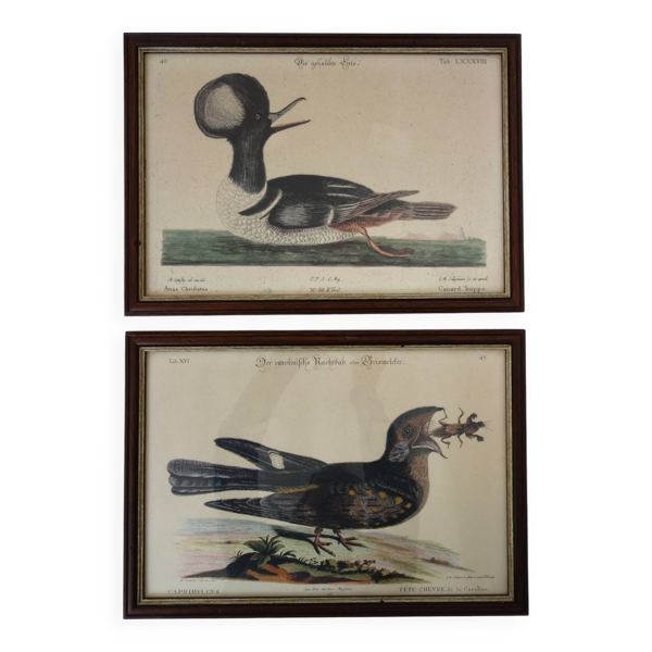 2 planches gravures ornithologiques oiseaux — Beyit