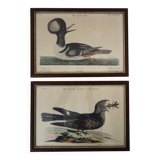 2 plates of ornithological bird engravings