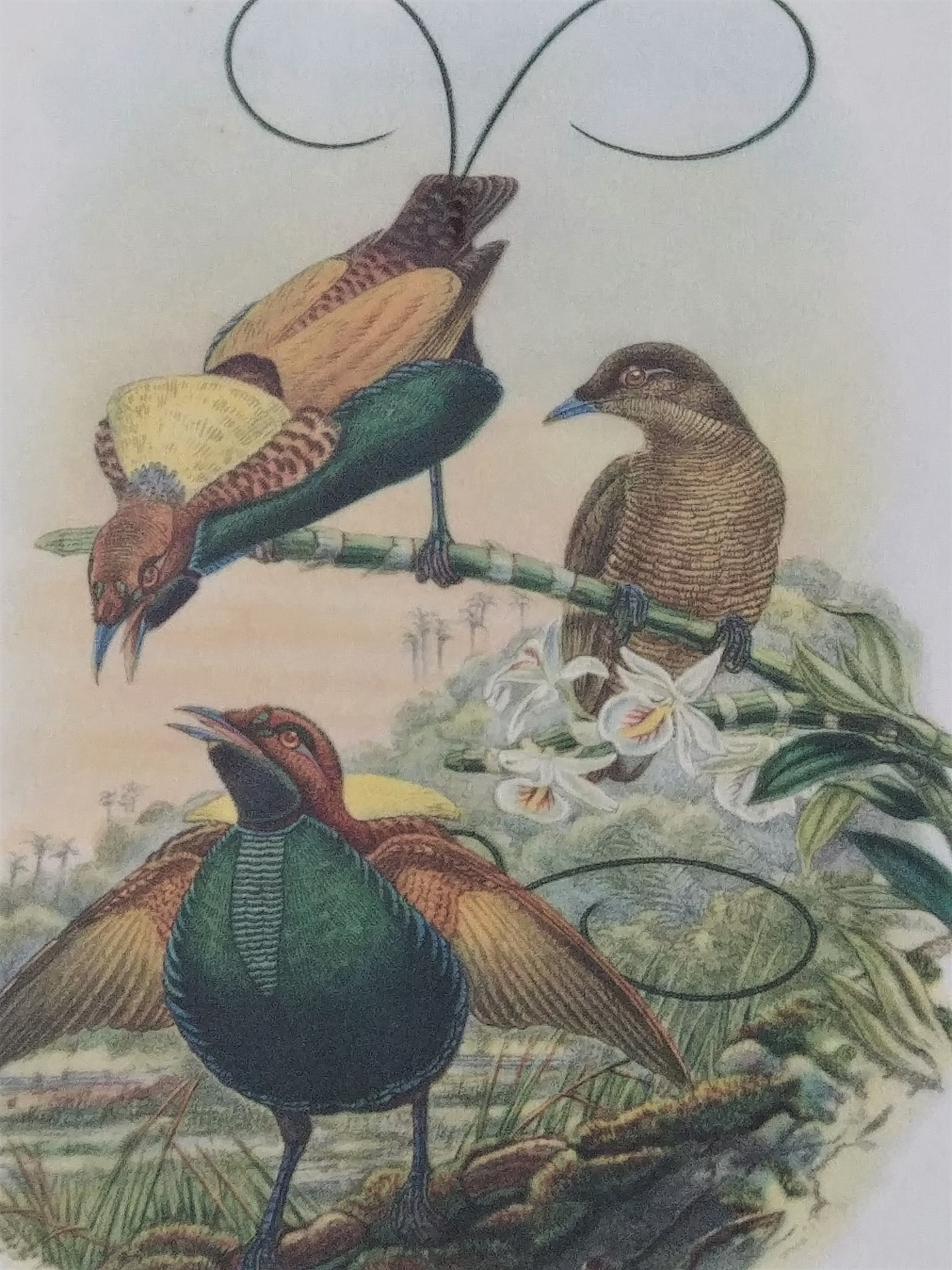 Three engravings of exotic birds