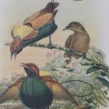 Three engravings of exotic birds