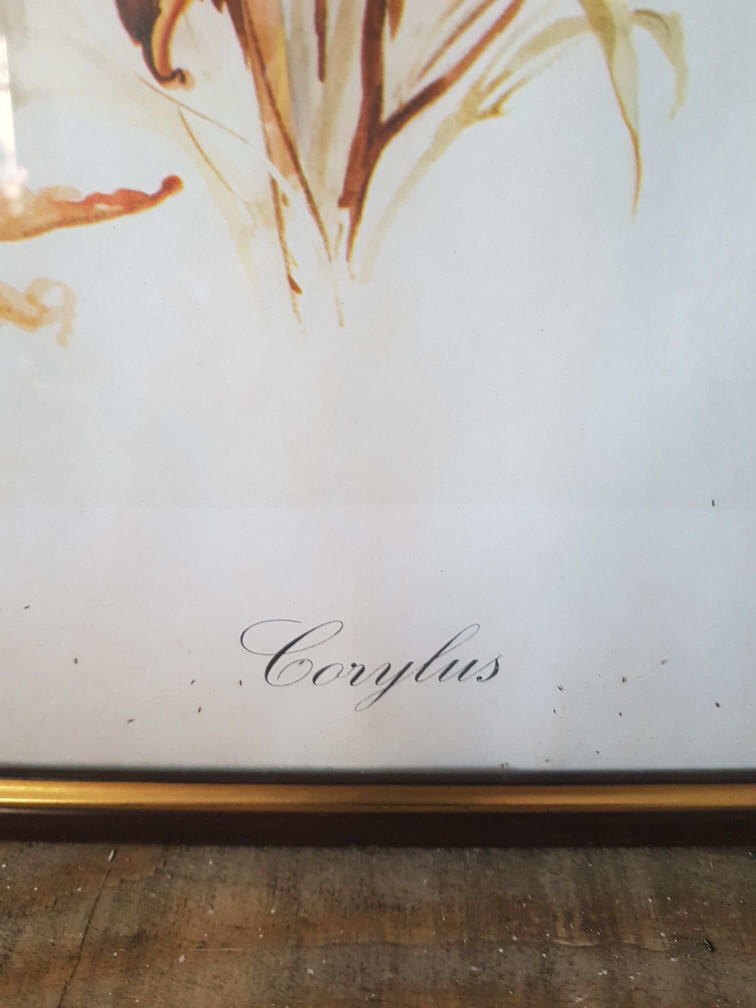 Hazel framed botanical poster