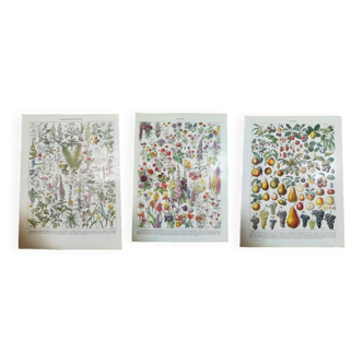 Lot de lithographies sur les plantes, les fleurs et les fruits