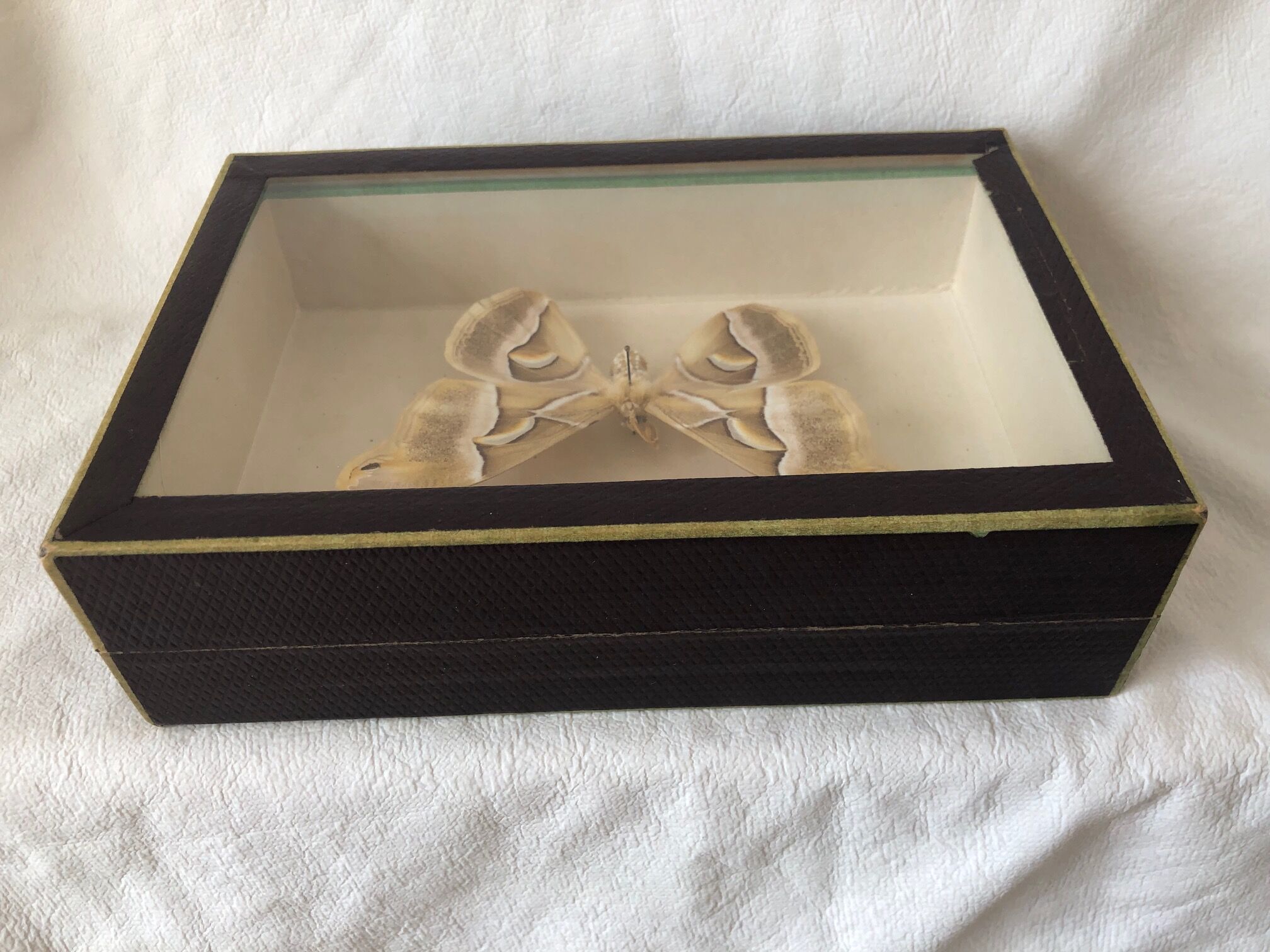 Naturalized butterfly frame