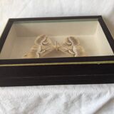 Naturalized butterfly frame