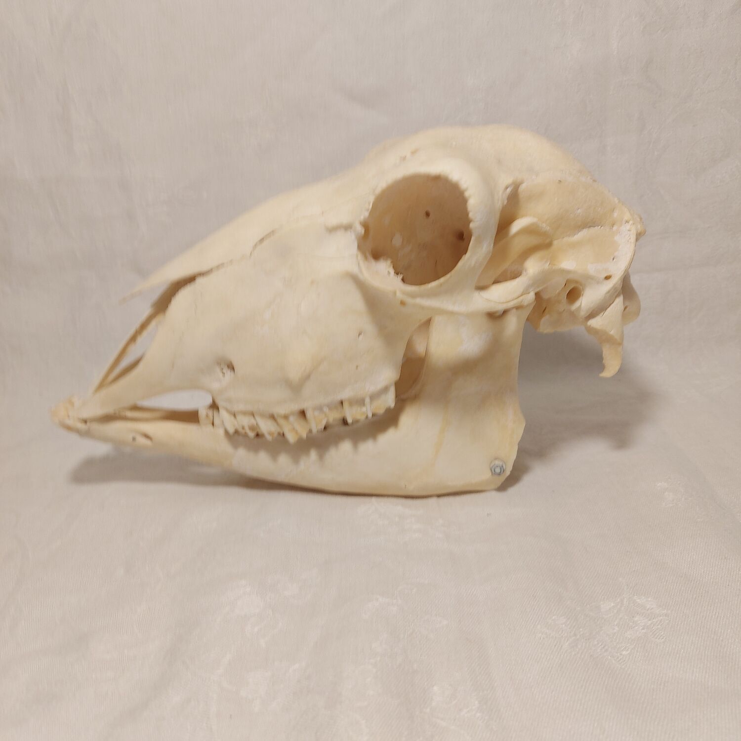 Sheep skull