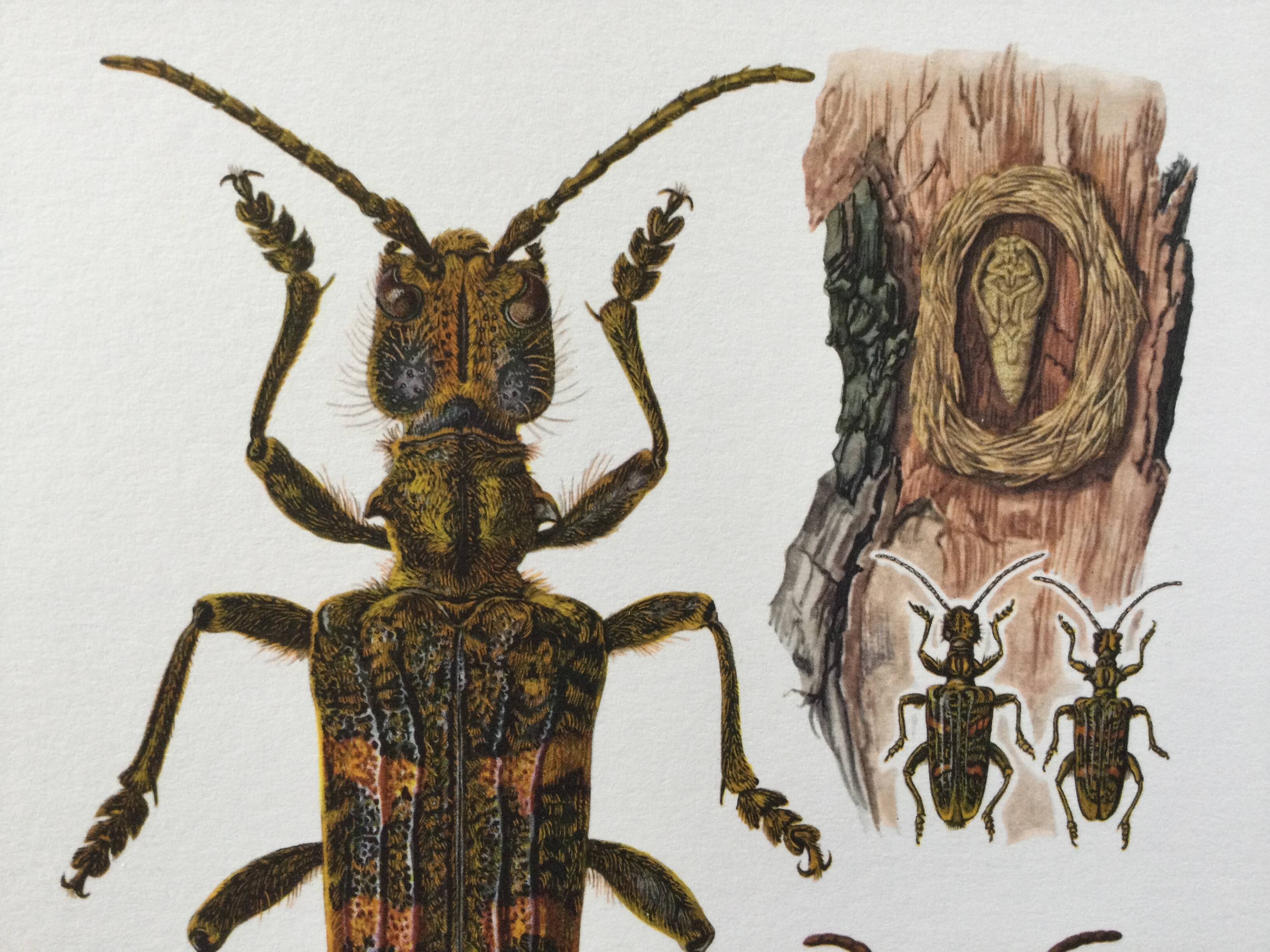 Old illustration "insects", 1960s