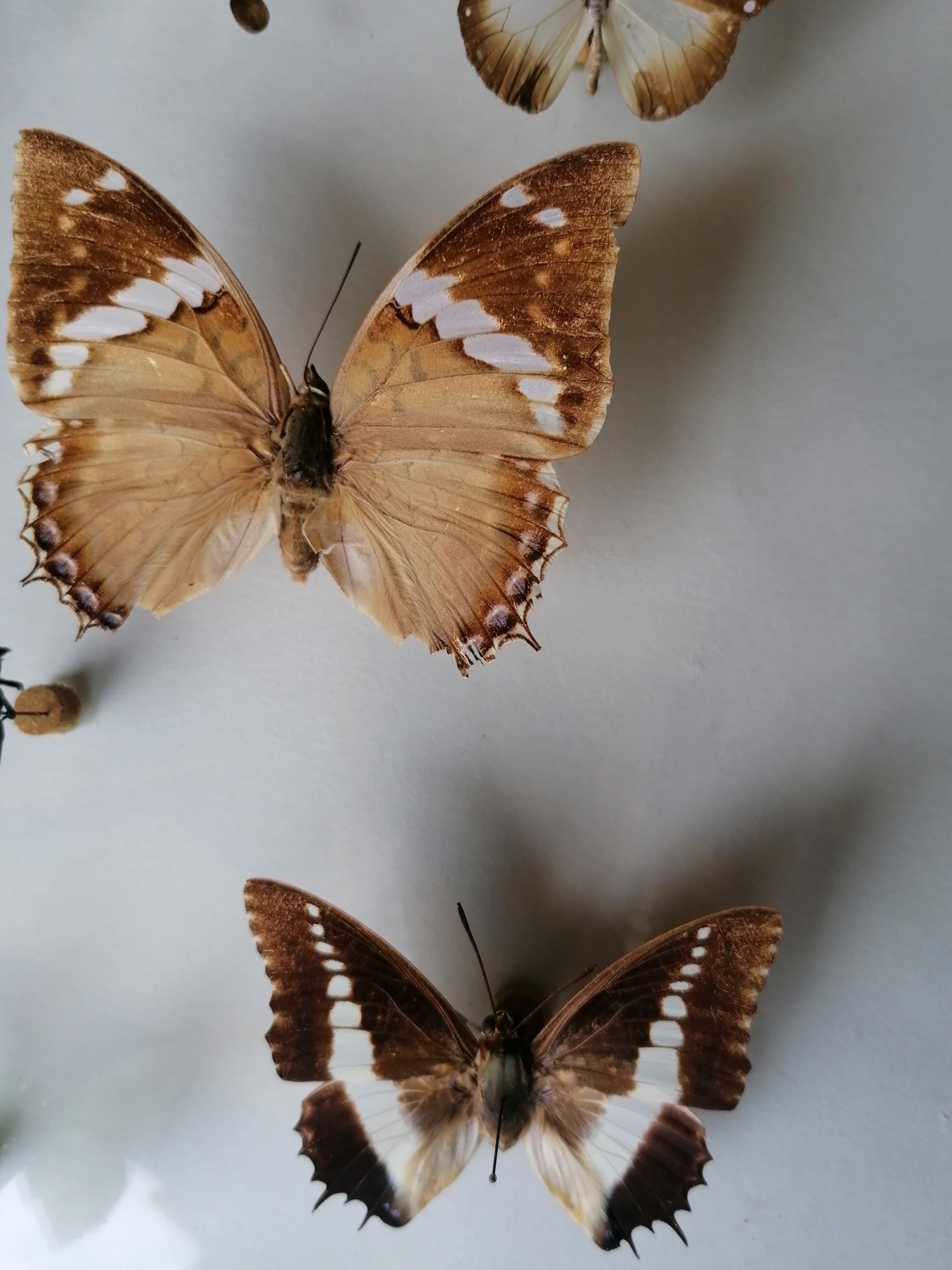 Cadre papillons taxidermie Kenya