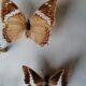 Cadre papillons taxidermie Kenya