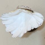 Shell chalice Old natural holy water stoup on bronze foot 19th century empty pockets cabinet of curiosities