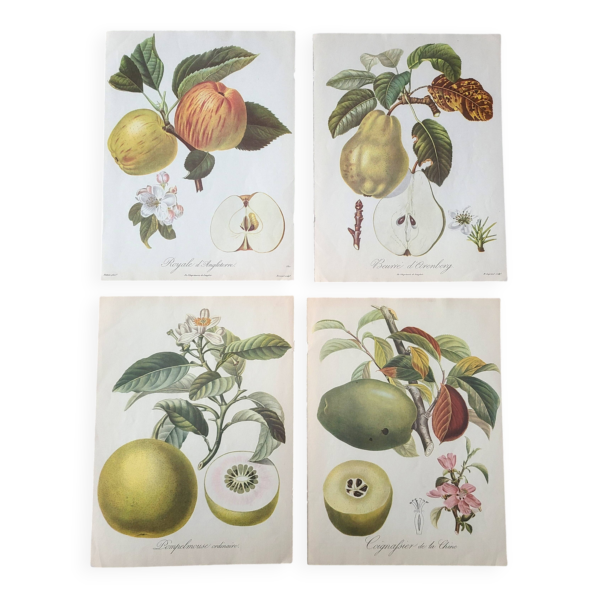 Posters The fruits of the king's garden and the fruits of autumn