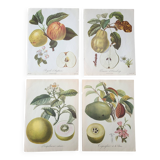 Posters The fruits of the king's garden and the fruits of autumn