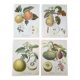 Posters The fruits of the king's garden and the fruits of autumn