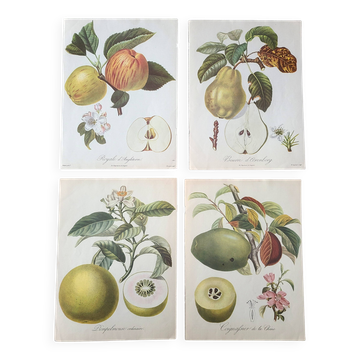 Affiches "Les fruits du jardin du roi et les fruits de l'automne"