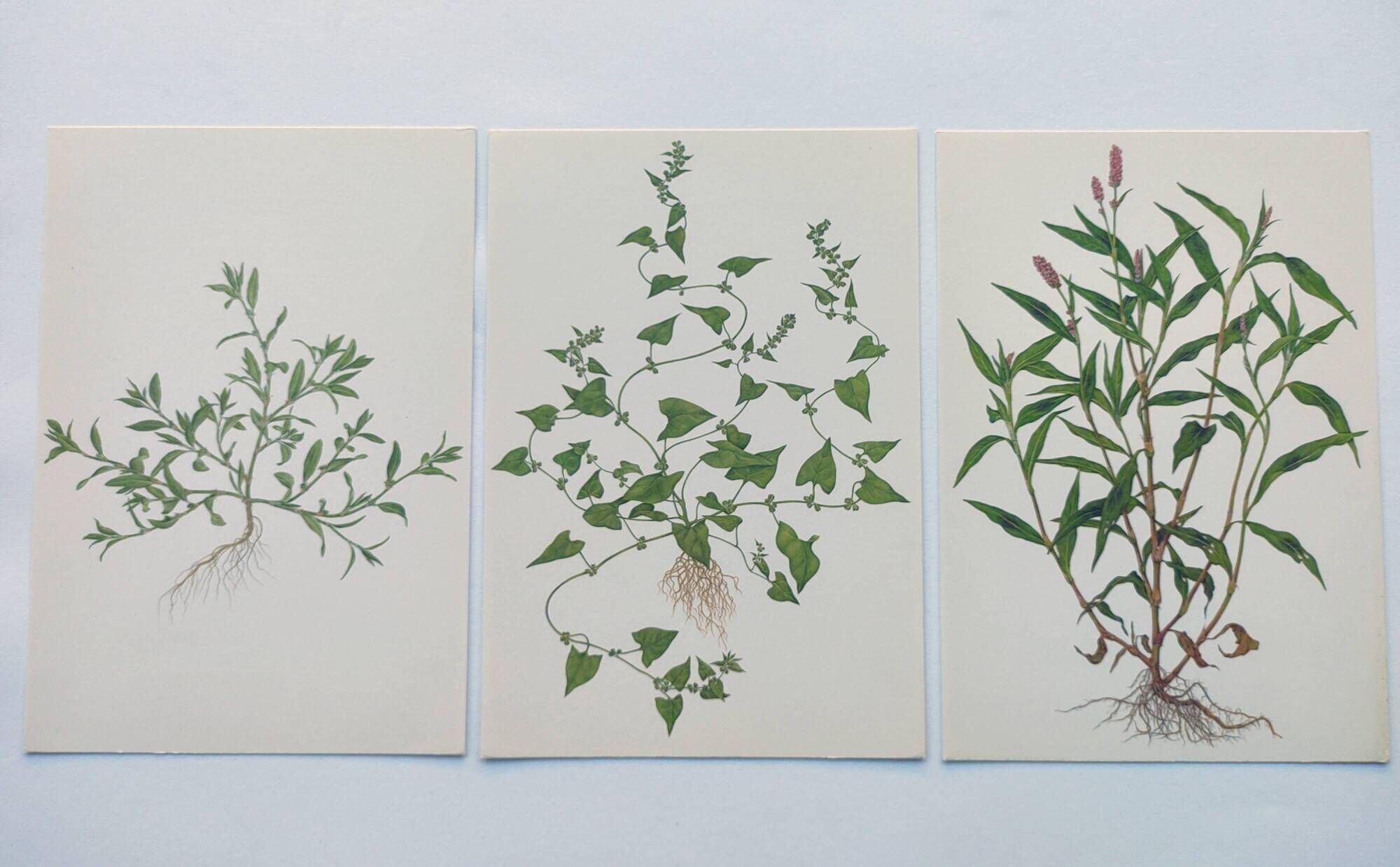 Lot of 3 vintage botanical plates from 1978 - including Knotweed - Plant engraving