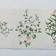 Lot of 3 vintage botanical plates from 1978 - including Knotweed - Plant engraving