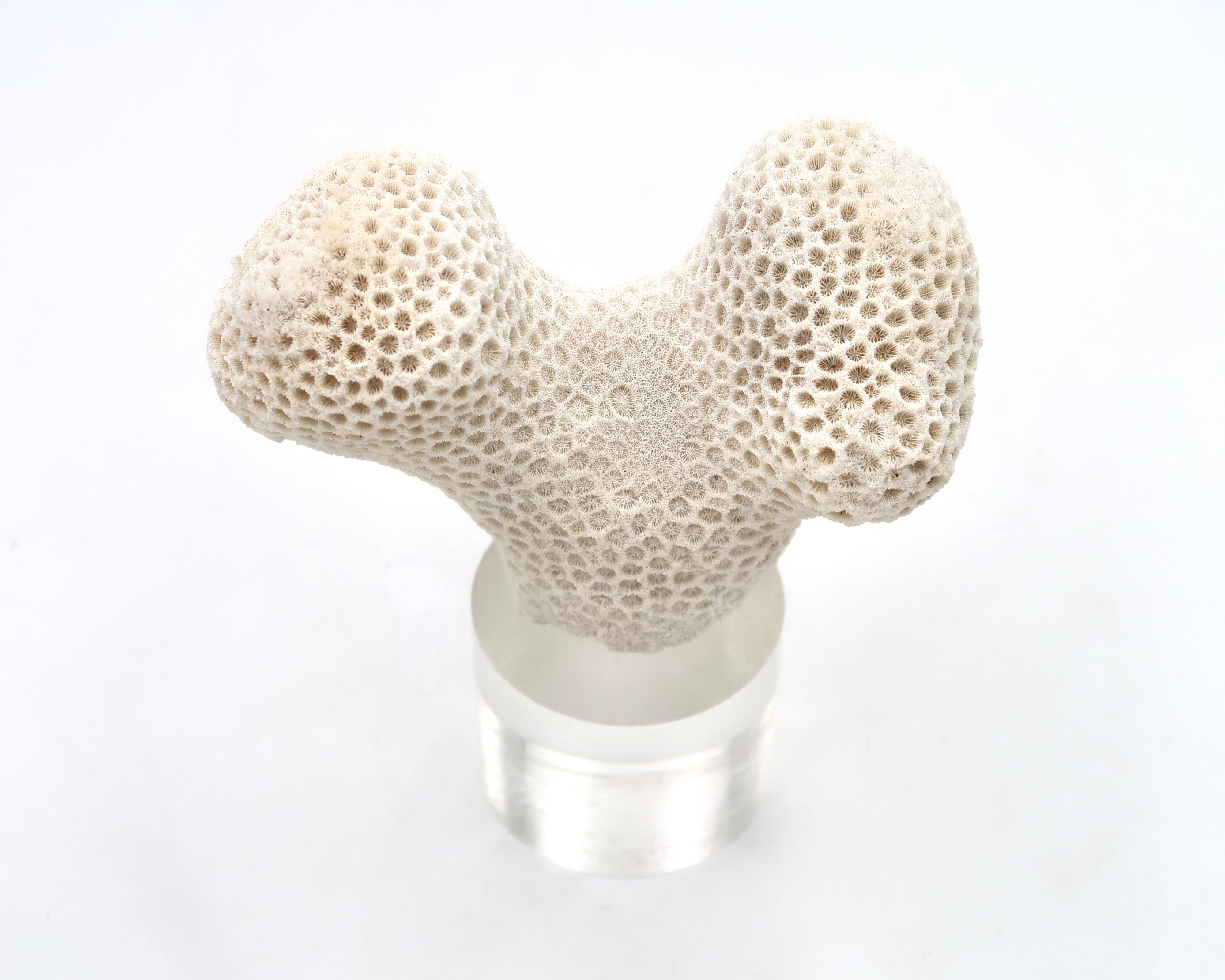 Coral bench on resin base, 1970s