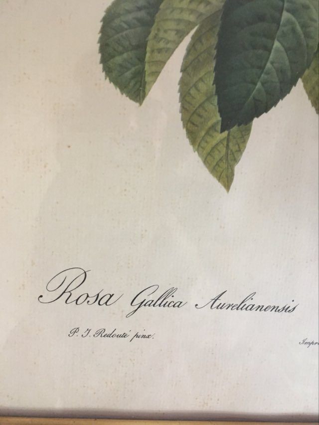 Dreadful botanical plank "Rosa Gallica Aurelianensis"