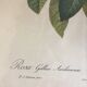 Dreadful botanical plank "Rosa Gallica Aurelianensis"