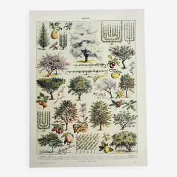 Gravure ancienne 1928, Verger, arbre fruitier, jardin, récolte • Lithographie, Planche originale