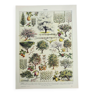 Gravure ancienne 1928, Verger, arbre fruitier, jardin, récolte • Lithographie, Planche originale